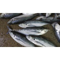 25cm+Big Size Hardtail Scad Frozen Fish